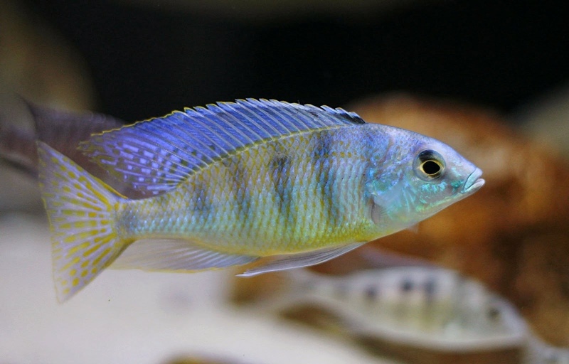 Mylochromis ericotaenia 'Manda'